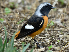 ジョウビタキ(1)