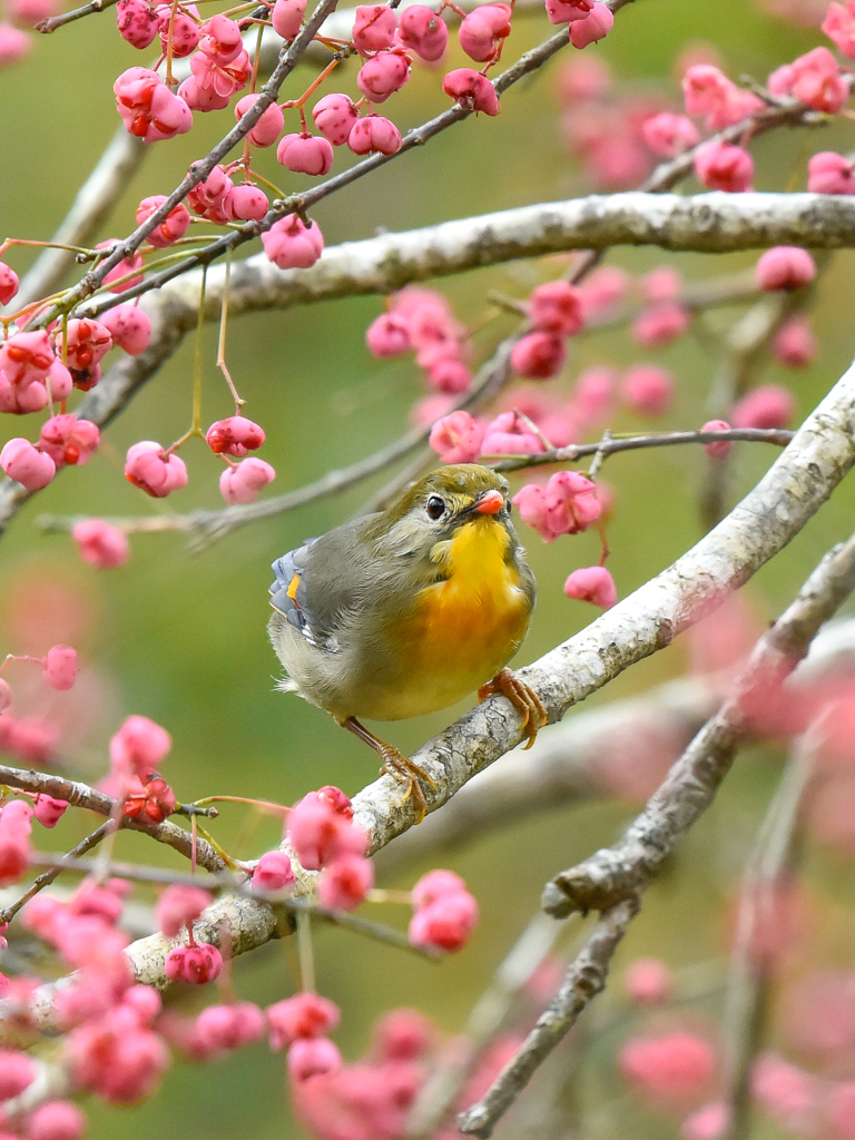 ソウシチョウ