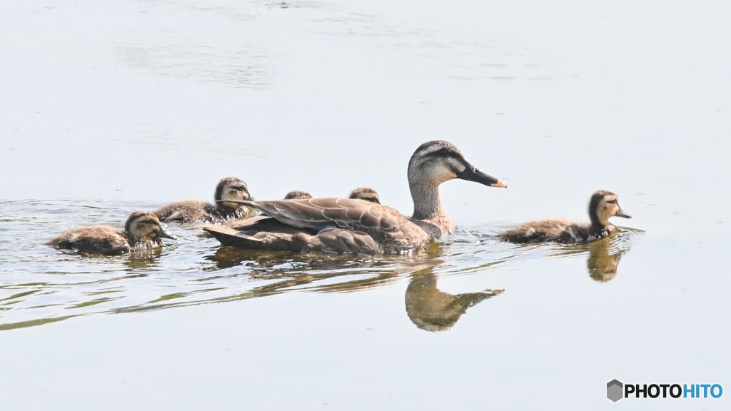 カルガモの親子