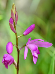 草花