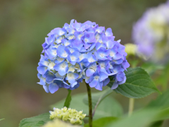 紫陽花-1