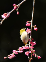 梅とメジロ(2)