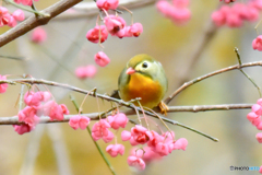 ソウシチョウ(2)