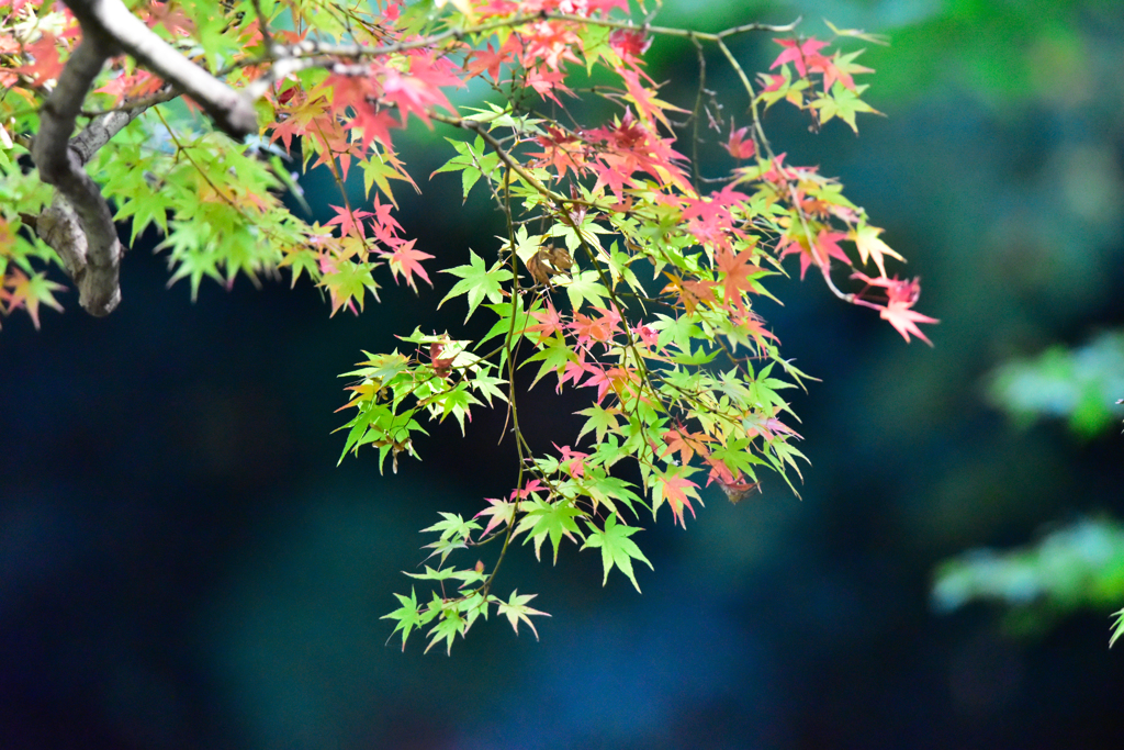 紅葉(3)