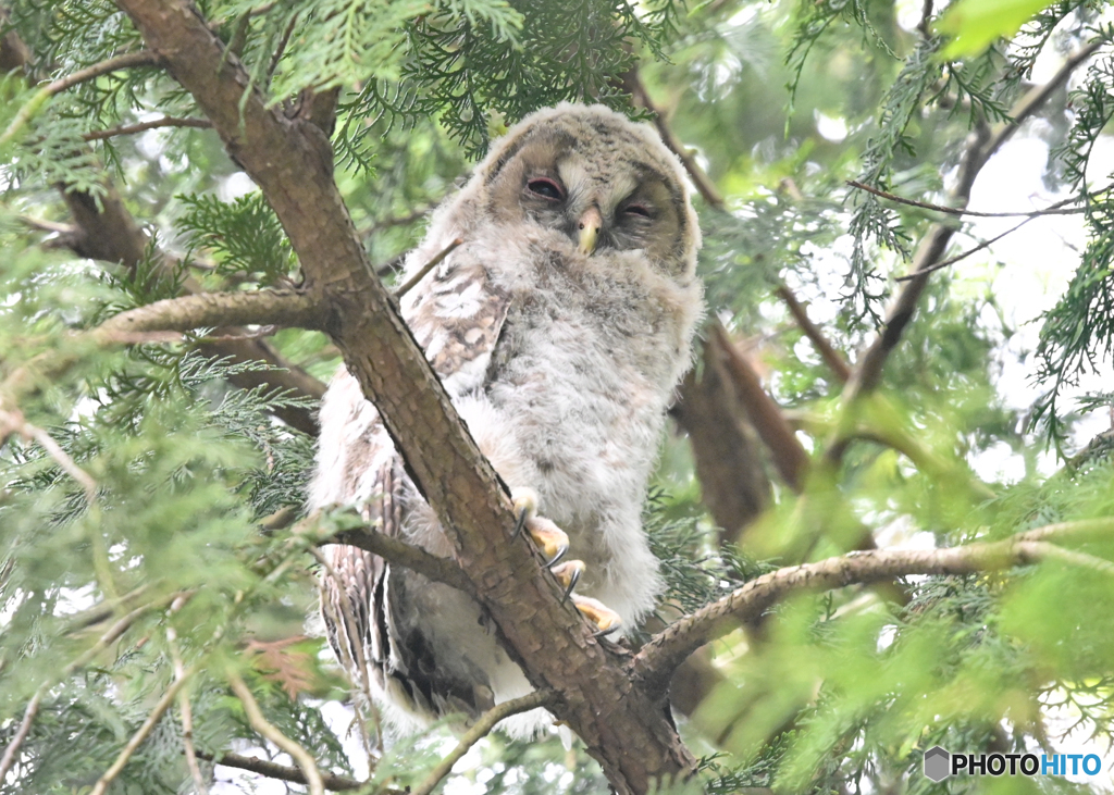 フクロウの子供