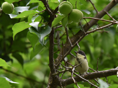 シジュウカラ-5