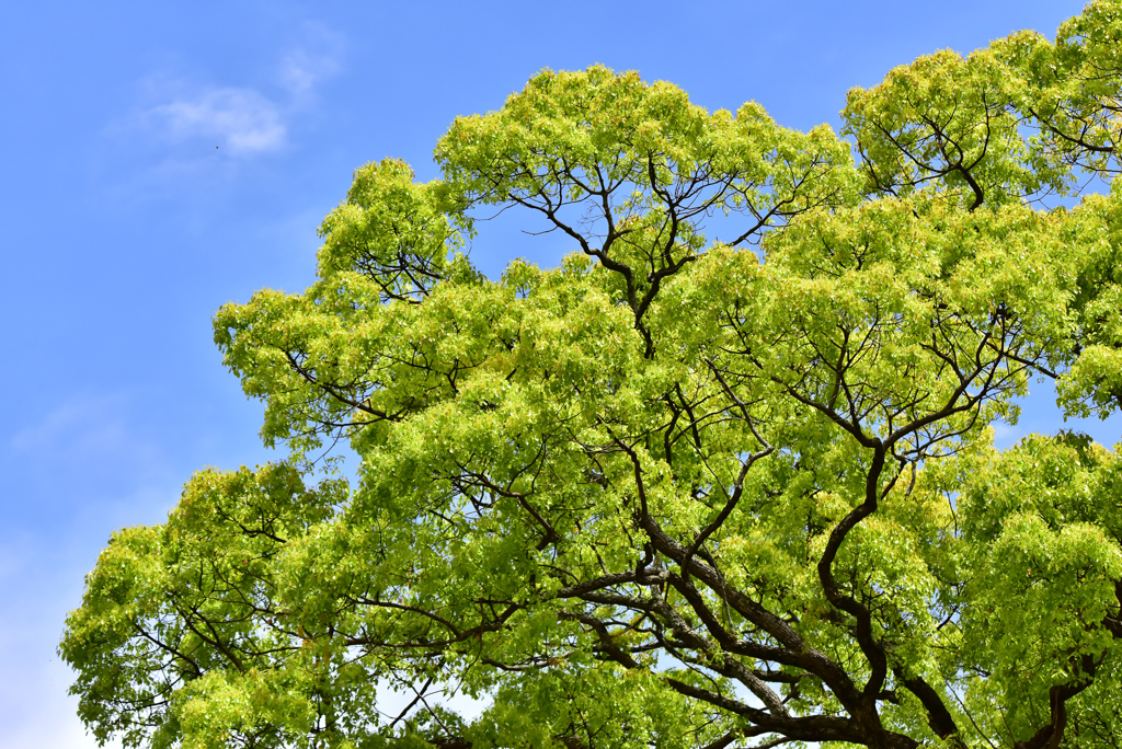 大きな木と青空