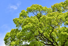 大きな木と青空