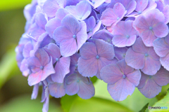 庭の紫陽花