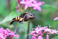 ホシホウジャク