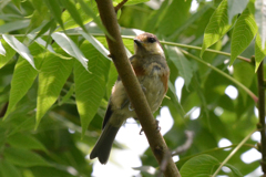 ヤマガラの幼鳥?