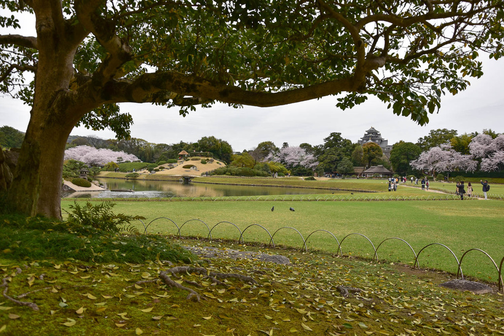 岡山後楽園の桜