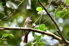 サンコウチョウ-1