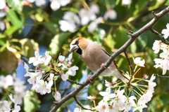 シメ(1)