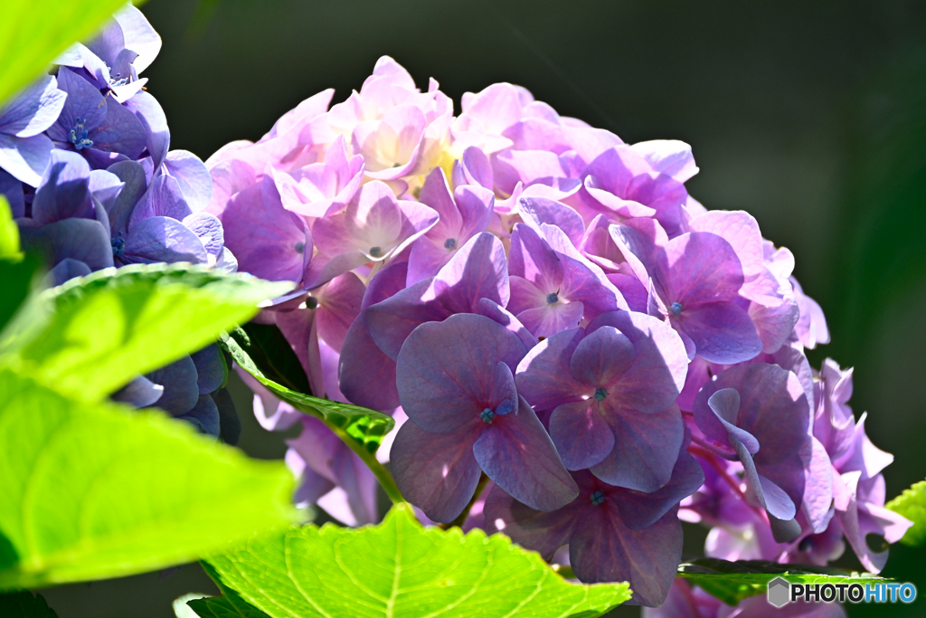 紫陽花