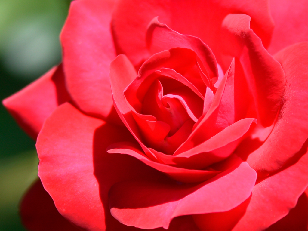 薔薇
