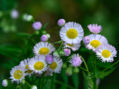 草花