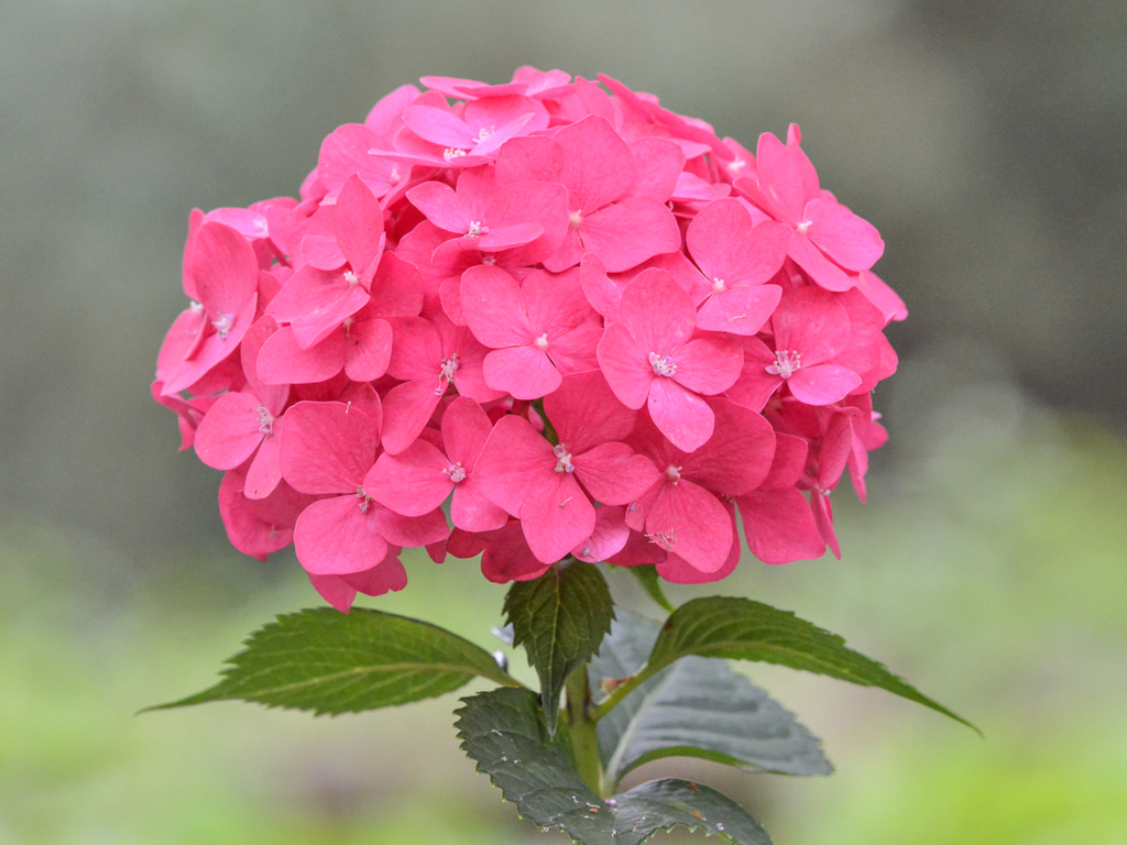 紫陽花