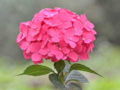 紫陽花