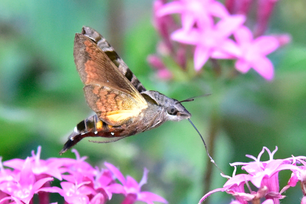 ホシホウジャク