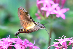 ホシホウジャク