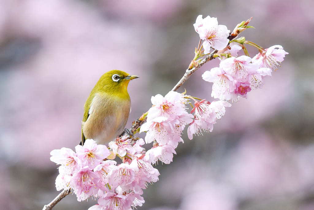 メジロと桜 by カメラの散歩 （ID：8527698） - 写真共有サイト:PHOTOHITO