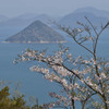 桜(1)