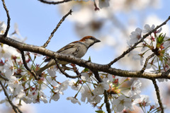 ニュウナイスズメ(2)