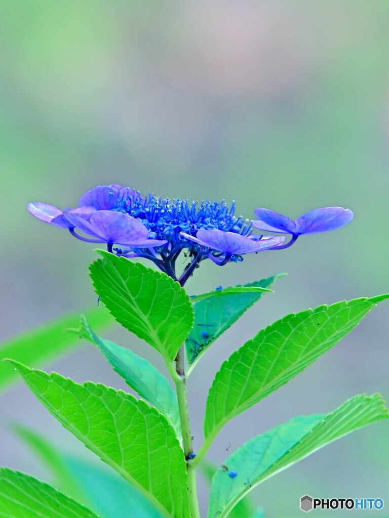 紫陽花