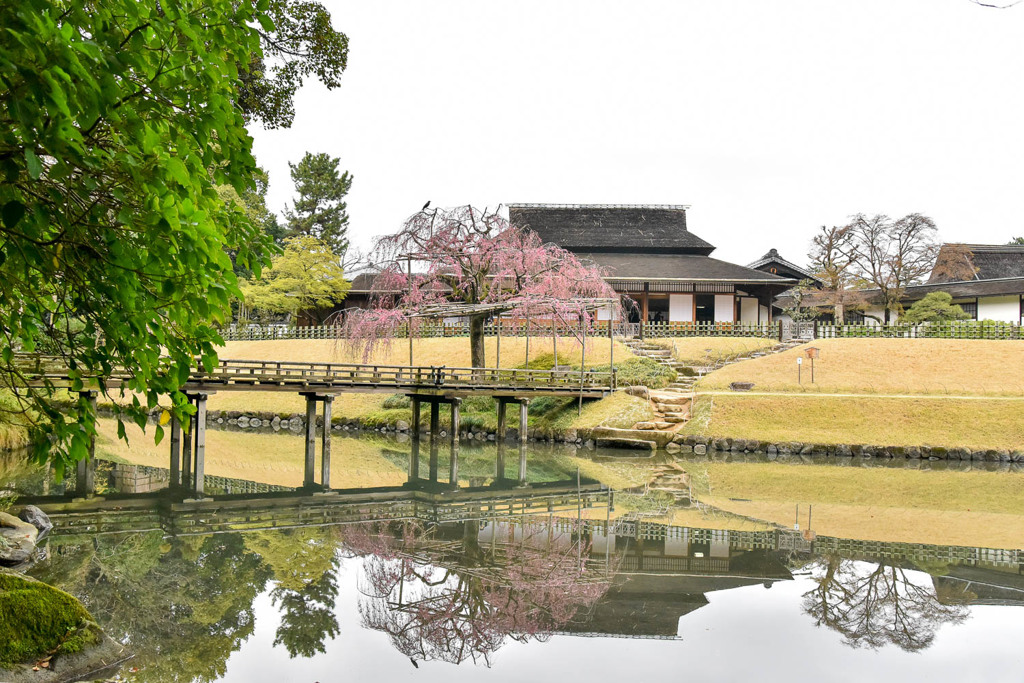 枝垂桜
