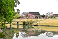 枝垂桜