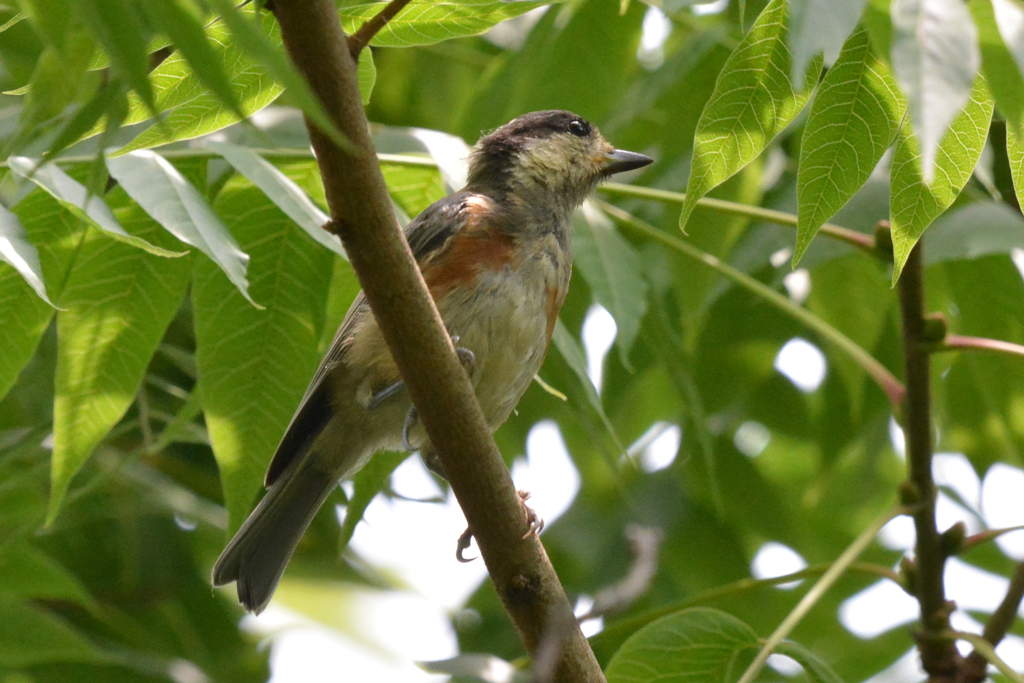 ヤマガラの幼鳥?