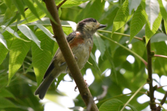 ヤマガラの幼鳥?