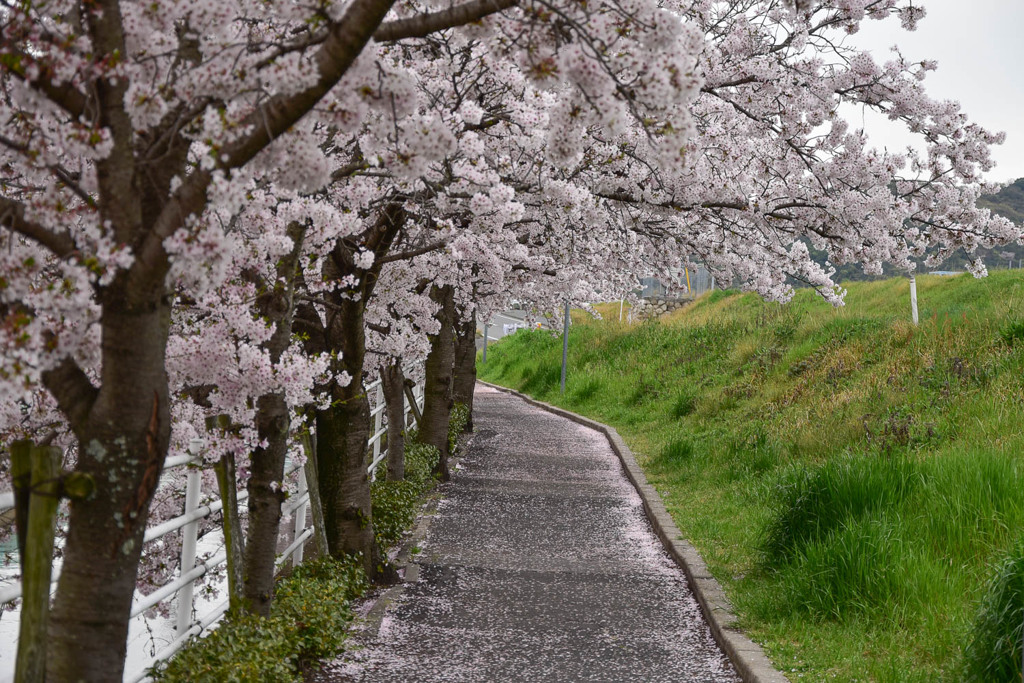 通学路の桜