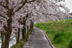 通学路の桜