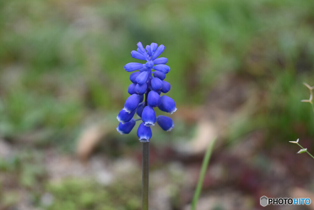 庭の草