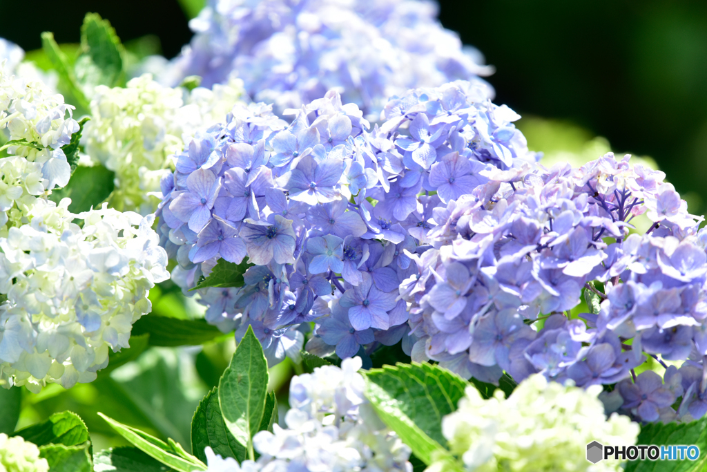 紫陽花
