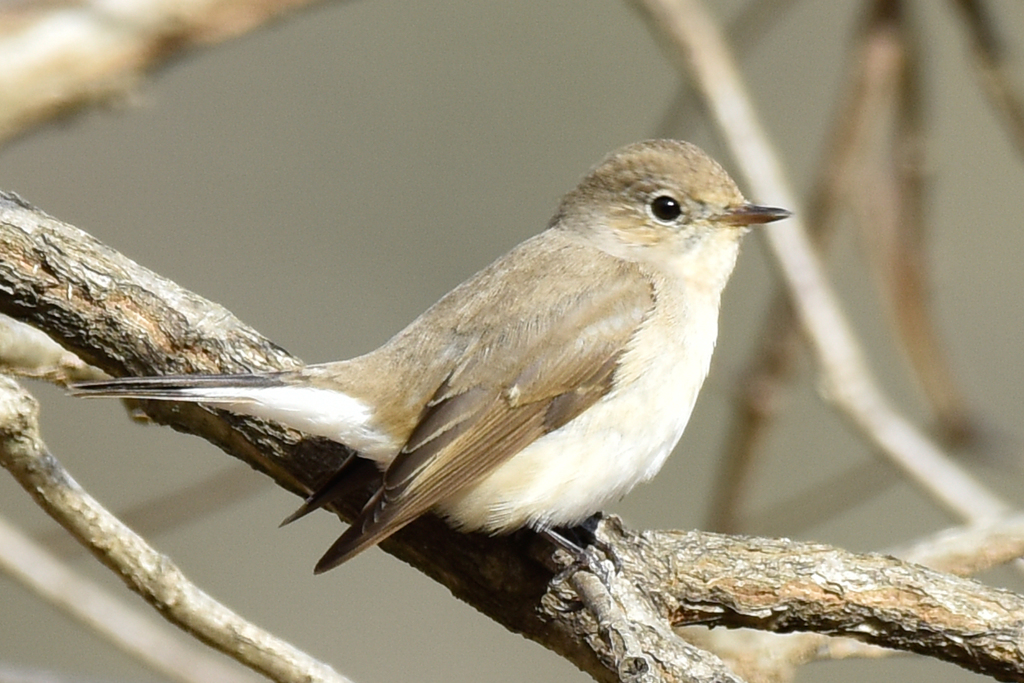 ニシオジロビタキ