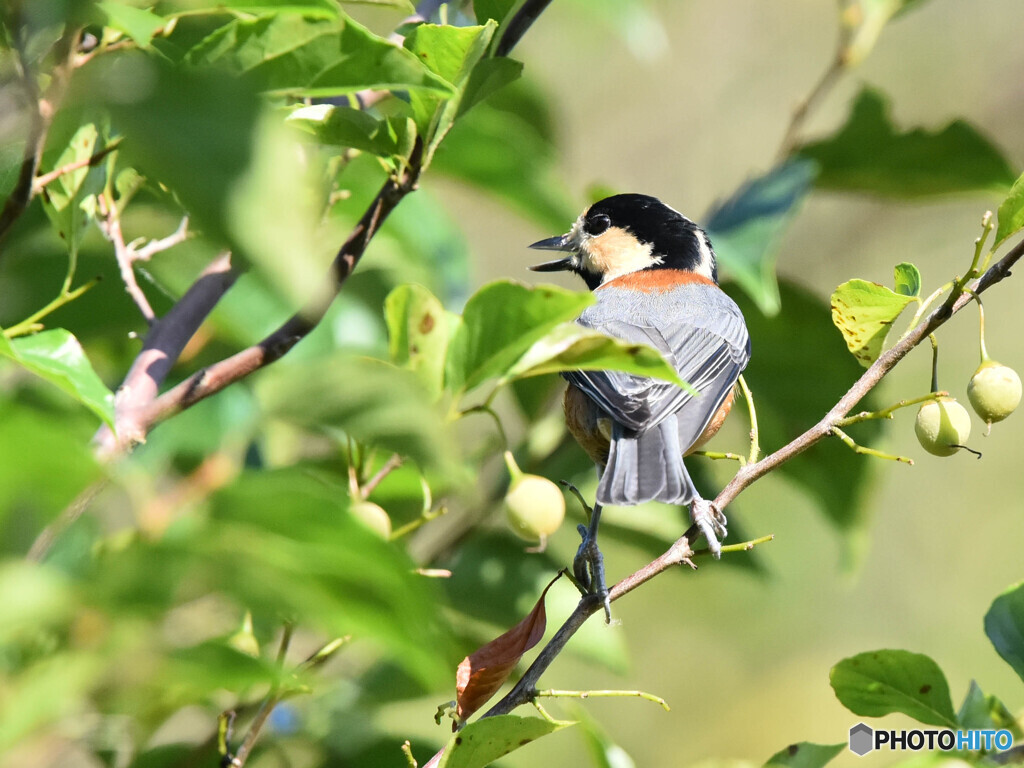 ヤマガラ