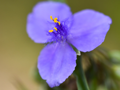 ムラサキツユクサ