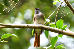 サンコウチョウ-2