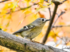 キクイタダキ(1)