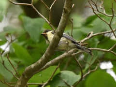 シジュウカラ-1