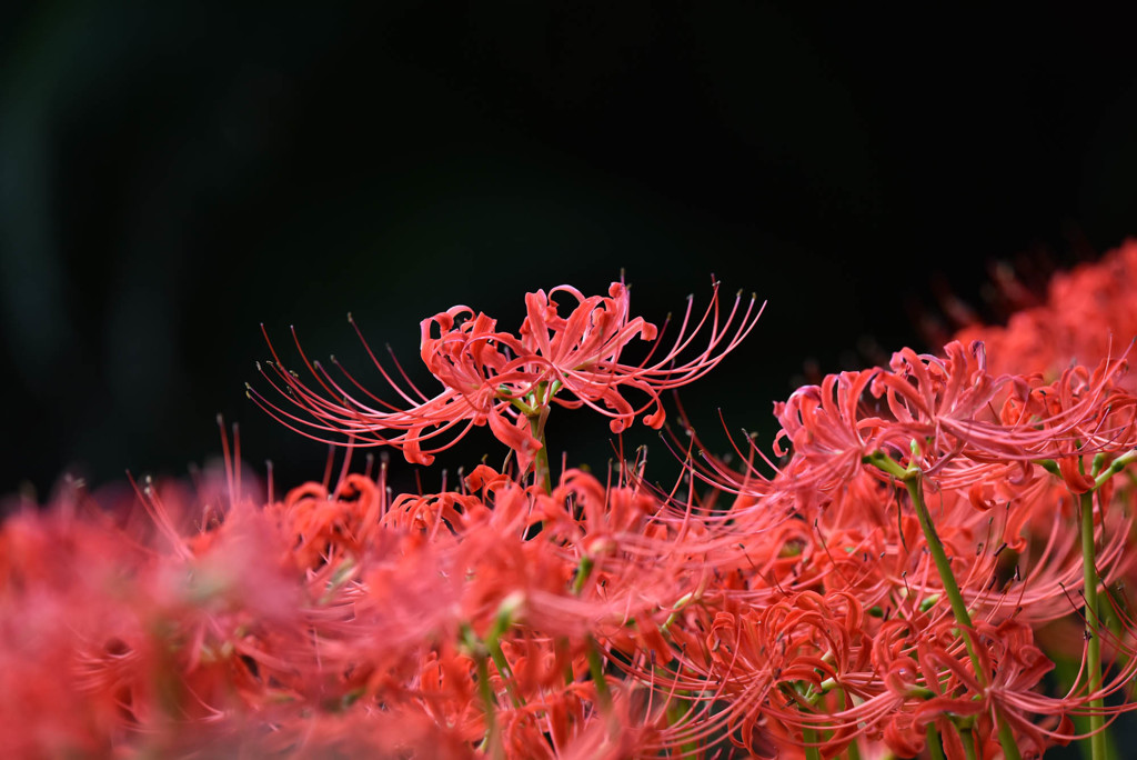 彼岸花