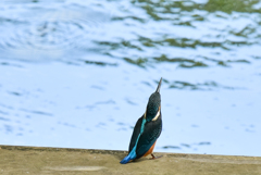 カワセミ