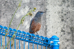 イソヒヨドリ(1)