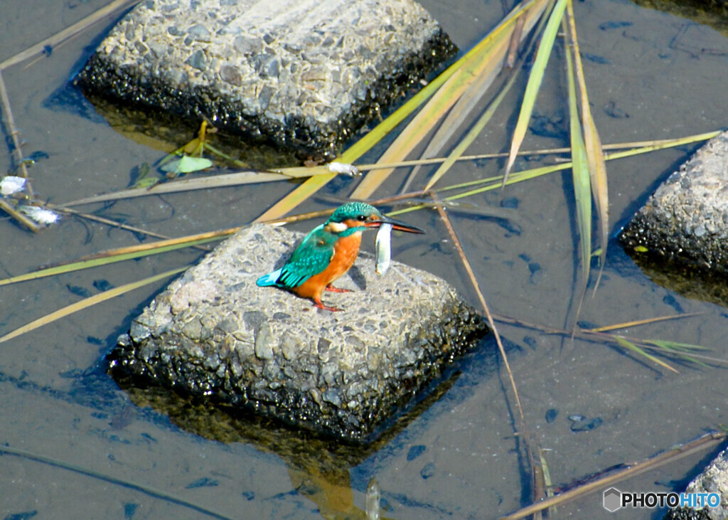 カワセミ
