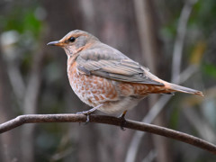 ハチジョウツグミ(1)