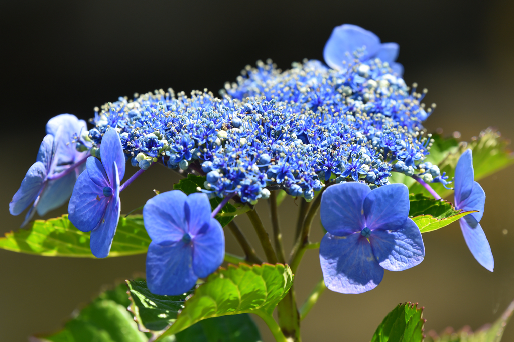 紫陽花-2