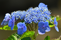 紫陽花-2